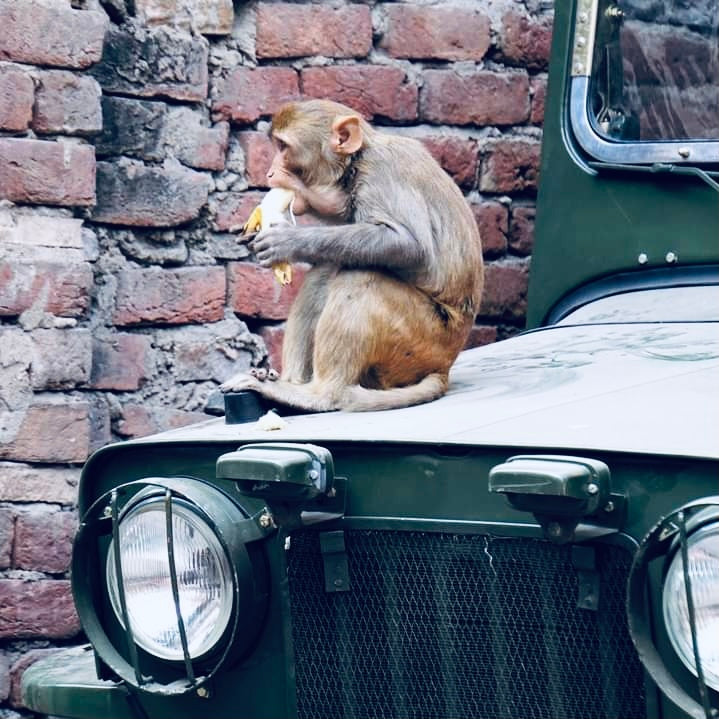 Monkey farts