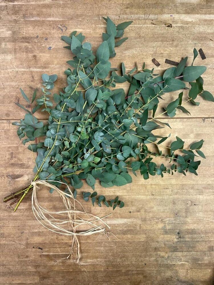 Eucalyptus