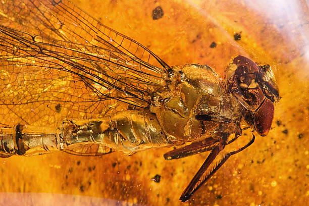 Dragonfly in Amber