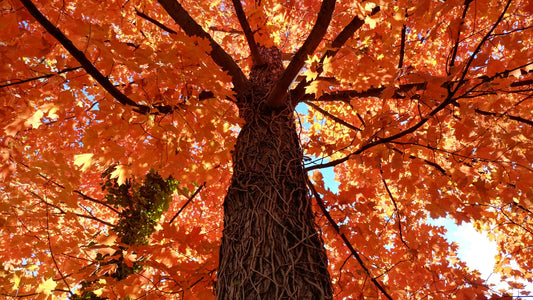 October (leaves)