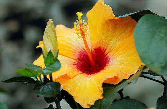 Hawaiian Hibiscus