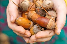 Acorn Harvest