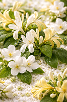 Honeysuckle Jasmine